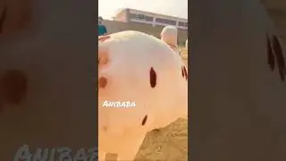 Sấy mashallah 🥰 cow collection 🤭💯 #cowmandi #mandi #mandi2023 #mandikadewana #cowlover #mkd