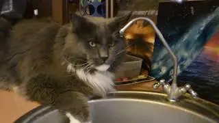 Водопой