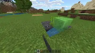 SUGAR CANE