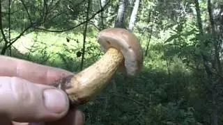 Ложный и настоящий подберёзовик