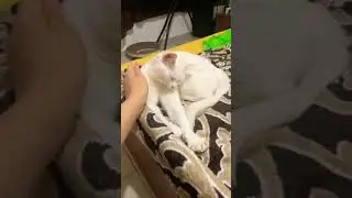 Шакира кошка или зайчонок?кто знает пишите в комментариях #Shorts#video#home#cats#