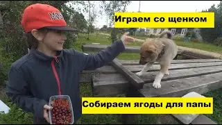 Собираем ягоды для папы, а потом играем со щенком