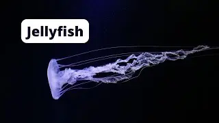 jellyfish - Medusa #jellyfish #medusa #nature #agua #shorts #youtubeshorts #youtube #video #incrível