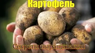 СЕКРЕТЫ ВЫРАЩИВАНИЯ КАРТОФЕЛЯ ОТ БОРИСА СЕРГЕЕВИЧА АННЕНКОВА.