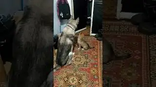 Брюлик и Лиска ждут хозяина 😊 