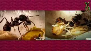 НИМА УЧУН ЧУМОЛИ ТУПЛАГАН ДОНЛАР УСИБ ЧИКМАЙДИ.............