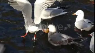 a Flock of Seagulls Landing on Water and Fighting For Bread in Slow Motion.