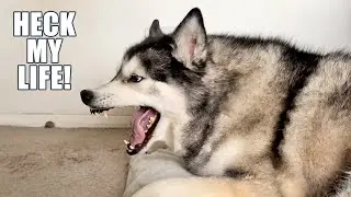 Told My Husky He’s ALLERGIC To Himself! He Doesn’t Take It Well!
