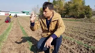 Пиёз кўчат экишни 3 хил усули.