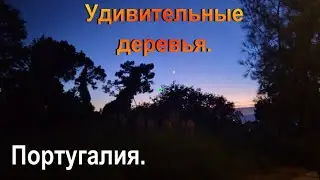 Уникальные деревья. Португалия и Испания
