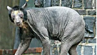 10 Incredible Animals You Should Know About