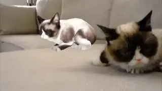 Grumpy Annoys Grumpy Featuring Actiongram on HoloLens