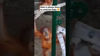 Mother Orangutan Catches Her Baby Wali ❤️