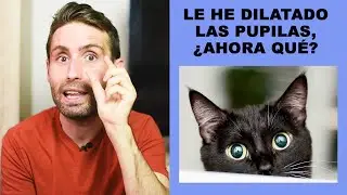 ¿Qué cuidados debo tener con mi gato tras dilatarle las pupilas con un colirio?