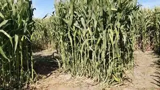 🌽🌽CORN MAZE 2024 🌽🌽