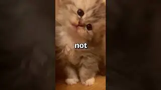 Have YOU EVER SEEN a Cat Do this? 🤣 | Wholesome Animals