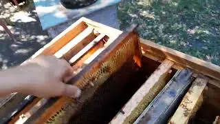 Что за улей!??? 🤷‍♂️        Второй слёт пчёл,с этого улья...