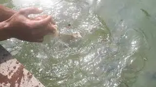 Tangkap ikan guna tangan
