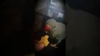 Baby Indian ring neck eating apple