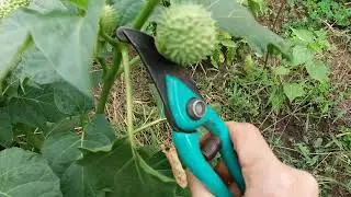 Датура  Семена