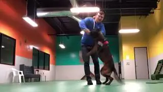 Фокусирование собаки в игре