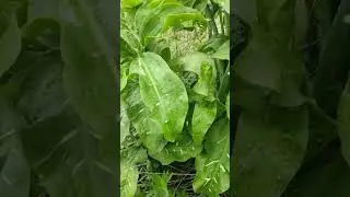 Yılan Yastığı Otu (Arum italicum)