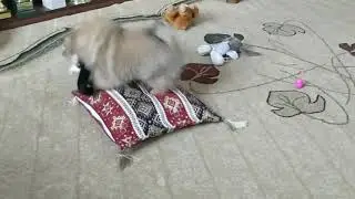 Девочки. Перспективные щенки померанского шпица.