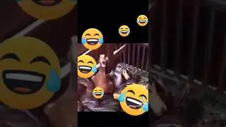 смех уточки