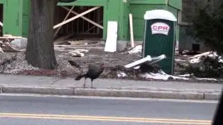 Natick turkey likes disrupting traffic