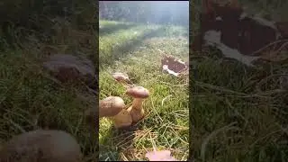 Дорога, Море и Грибы. 