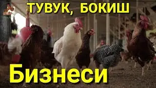 Товук Бокиш Бизнеси