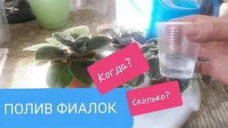 WATERING Violets? When and how much?