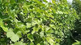 Виноград. Кузбасс. Начало окрашивание ягод.