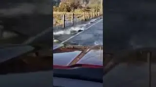 Шла рыба по дороге