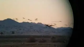 Sandhill cranes coming in to Whitewater Draw