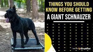 Things You Should Know Before Getting A Giant Schnauzer