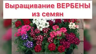 Выращивание ВЕРБЕНЫ из семян