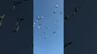 Голуби 🕊️ 😍😍😍#голуби #птахи #красиво #animals #nature