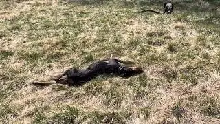 Fighting over a small twig and should I sell dog food?