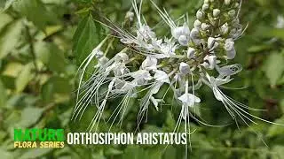 Orthosiphon aristatus or Kumis Kucing