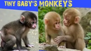 tiny baby monkeys