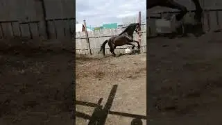 Прииск ( Пепел-Пороша)
