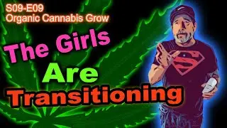S09 E09  Flipped!!! Day 63 Of Our Cannabis Grow - We ek 1 of Flower -  Our Girls Are Transitioning