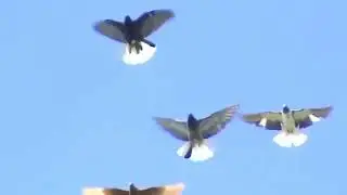 николаевские голуби | николаевские голуби агурбаша