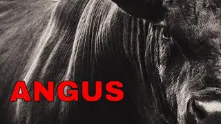 Американский ангус - Angus Cattle History - EXPLAINED