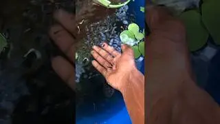 Los guppy comiendo hígado de pollo licuado crudo #guppy