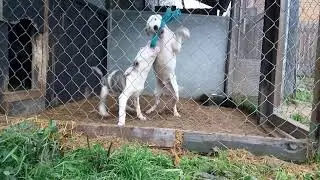 Щенки играют с ухваткой.