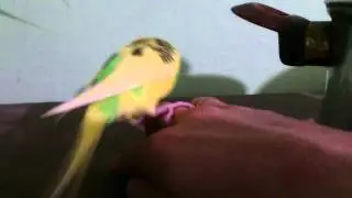 Каратэ с попугаем! Дерзкий попугай накастылял моей руке!