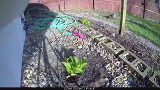 Time-lapse - Hosta Hill - April to May - Two months of growth in 30 seconds!