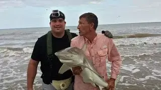 Blacktip Sharks and Black Drum, Land Based